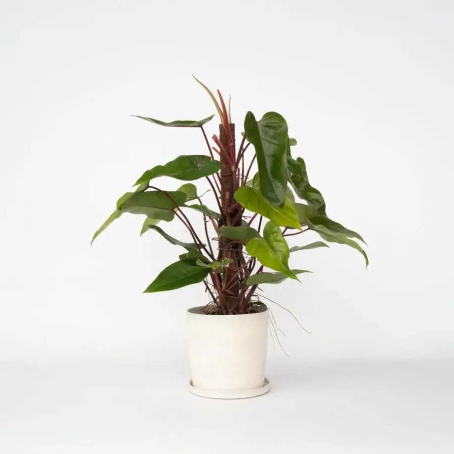 Plant in a Box Philodendron - Philodendron Red Emerald Kratiste - Hoogte 70-80cm - ⌀19cm