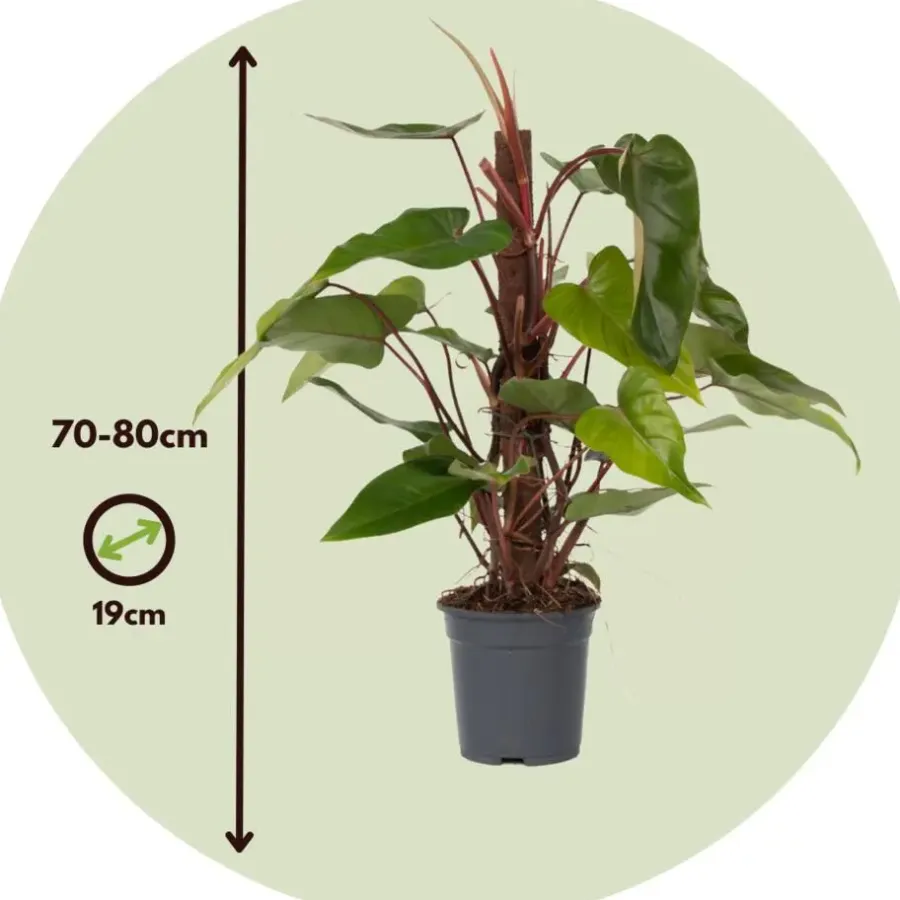 Plant in a Box Philodendron - Philodendron Red Emerald Kratiste - Hoogte 70-80cm - ⌀19cm