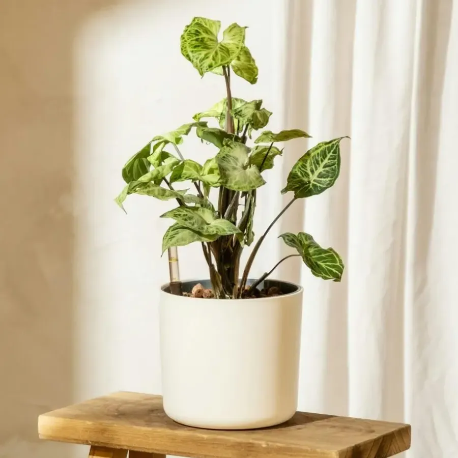 Kamerplanten-Plant in a Box Pijlplant - Syngonium podophyllum 'Pixie' - Hoogte 25-40cm - ⌀12cm