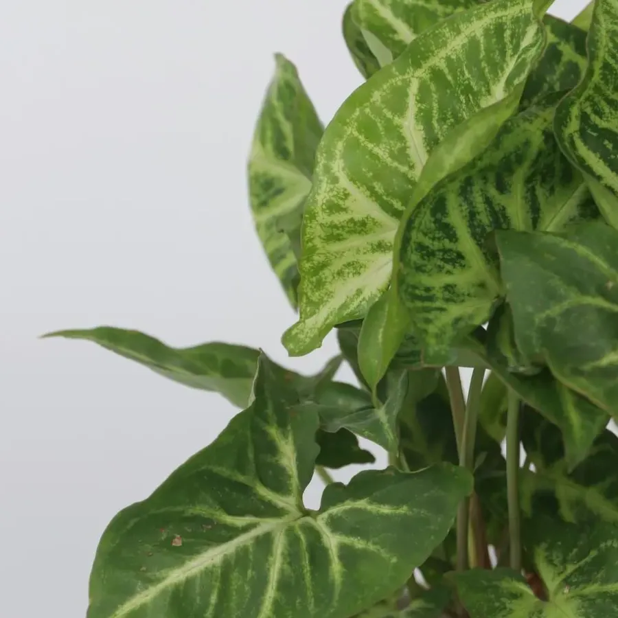 Kamerplanten-Plant in a Box Pijlplant - Syngonium podophyllum 'Pixie' - Hoogte 25-40cm - ⌀12cm
