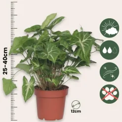 Kamerplanten-Plant in a Box Pijlplant - Syngonium podophyllum 'Pixie' - Hoogte 25-40cm - ⌀12cm