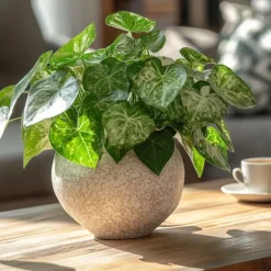 Kamerplanten-Plant in a Box Pijlplant - Syngonium podophyllum 'Pixie' - Hoogte 25-40cm - ⌀12cm