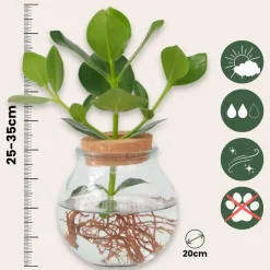 Kamerplanten-Plant in a Box Plantenmix in glas - Set van 2 - Clusia, Monstera - Hoogte 15-35cm - ⌀20cm