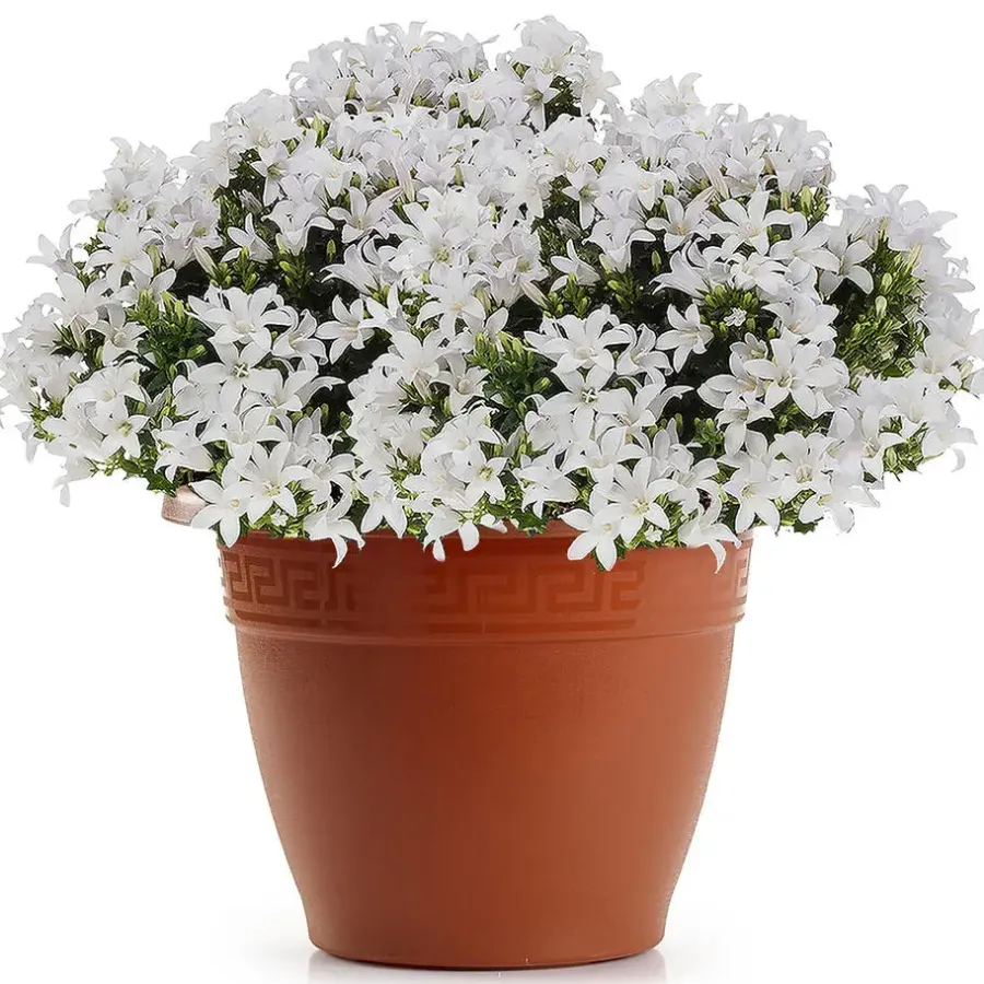 Bloempotten-PlasticForte Plantenpot - terracotta bruin - 40x33 cm - kunststof