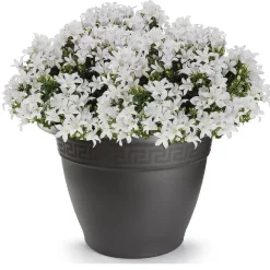 PlasticForte Plantenpot - antraciet - kunststof - rond - D43,5 cm