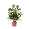 Planten|Tuinplanten-Plant in a Box Pluimhortensia - Hydrangea paniculata 'Early Harry' - Hoogte 25-40cm - ⌀19cm