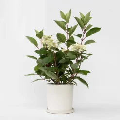 Planten|Tuinplanten-Plant in a Box Pluimhortensia - Hydrangea paniculata 'Early Harry' - Hoogte 25-40cm - ⌀19cm