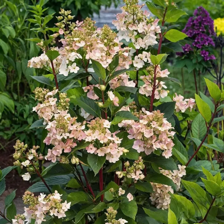 Planten|Tuinplanten-Plant in a Box Pluimhortensia - Hydrangea paniculata 'Early Harry' - Hoogte 25-40cm - ⌀19cm
