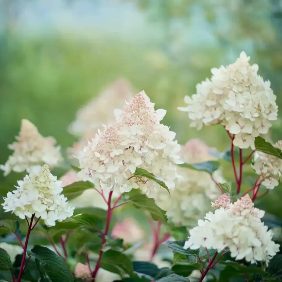 Planten|Tuinplanten-Plant in a Box Pluimhortensia - Hydrangea paniculata 'Early Harry' - Hoogte 25-40cm - ⌀19cm