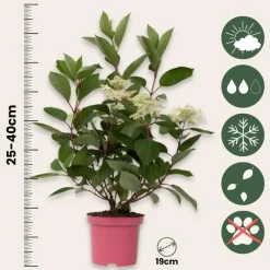 Planten|Tuinplanten-Plant in a Box Pluimhortensia - Hydrangea paniculata 'Early Harry' - Hoogte 25-40cm - ⌀19cm
