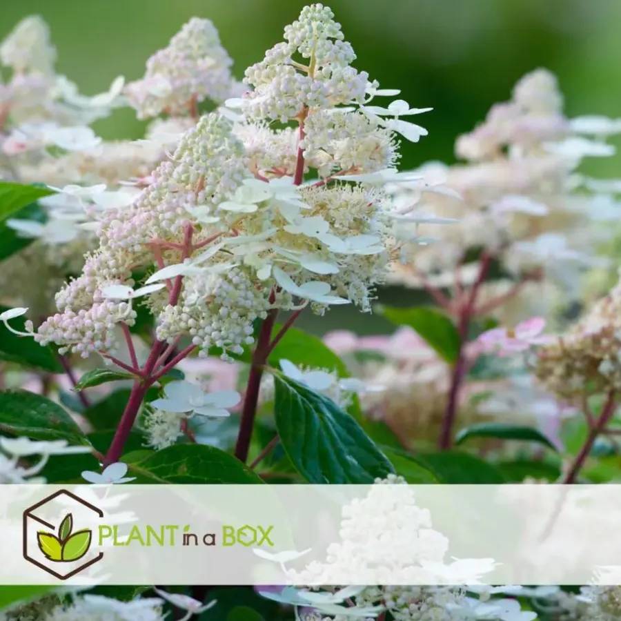 Planten|Tuinplanten-Plant in a Box Pluimhortensia - Hydrangea paniculata 'Early Harry' - Hoogte 25-40cm - ⌀19cm