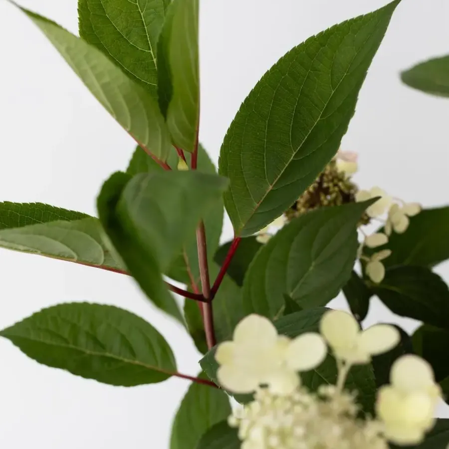 Planten|Tuinplanten-Plant in a Box Pluimhortensia - Hydrangea paniculata 'Early Harry' - Hoogte 25-40cm - ⌀19cm