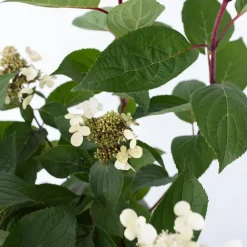 Planten|Tuinplanten-Plant in a Box Pluimhortensia - Hydrangea paniculata 'Early Harry' - Hoogte 25-40cm - ⌀19cm