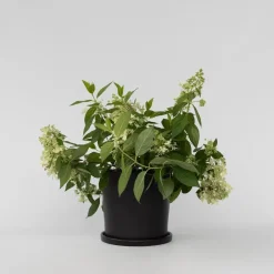 Planten|Tuinplanten-Plant in a Box Pluimhortensia - Hydrangea paniculata 'Confetti' - Hoogte 25-40cm - ⌀19cm