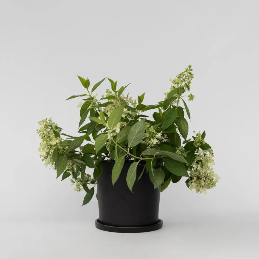 Planten|Tuinplanten-Plant in a Box Pluimhortensia - Hydrangea paniculata 'Confetti' - Hoogte 25-40cm - ⌀19cm