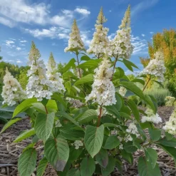 Planten|Tuinplanten-Plant in a Box Pluimhortensia - Hydrangea paniculata 'Confetti' - Hoogte 25-40cm - ⌀19cm