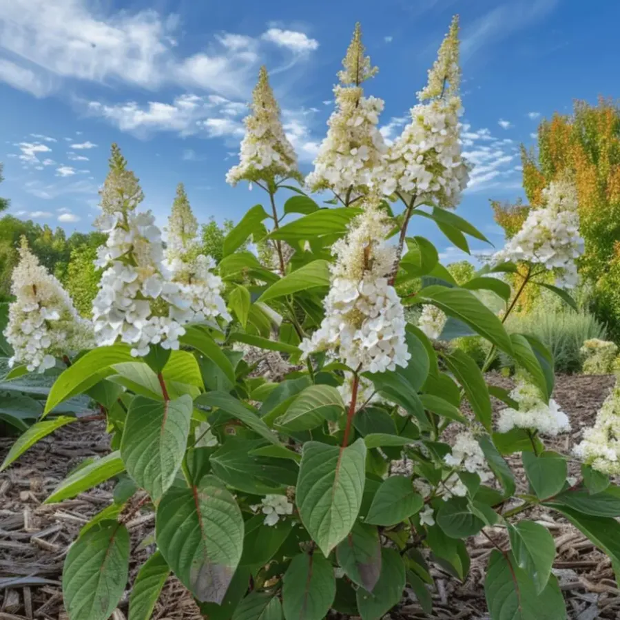 Planten|Tuinplanten-Plant in a Box Pluimhortensia - Hydrangea paniculata 'Confetti' - Hoogte 25-40cm - ⌀19cm