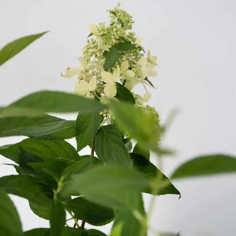Planten|Tuinplanten-Plant in a Box Pluimhortensia - Hydrangea paniculata 'Confetti' - Hoogte 25-40cm - ⌀19cm
