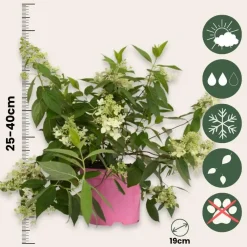 Planten|Tuinplanten-Plant in a Box Pluimhortensia - Hydrangea paniculata 'Confetti' - Hoogte 25-40cm - ⌀19cm