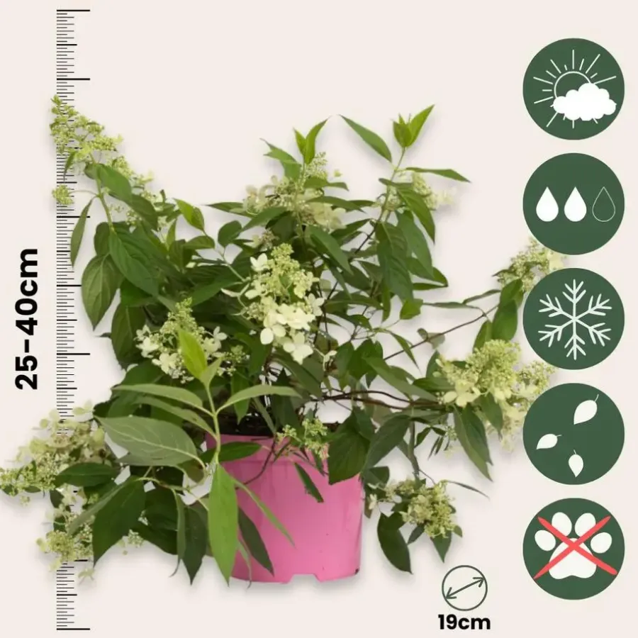 Planten|Tuinplanten-Plant in a Box Pluimhortensia - Hydrangea paniculata 'Confetti' - Hoogte 25-40cm - ⌀19cm