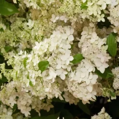 Planten|Tuinplanten-Plant in a Box Pluimhortensia - Hydrangea paniculata 'Confetti' - Hoogte 25-40cm - ⌀19cm