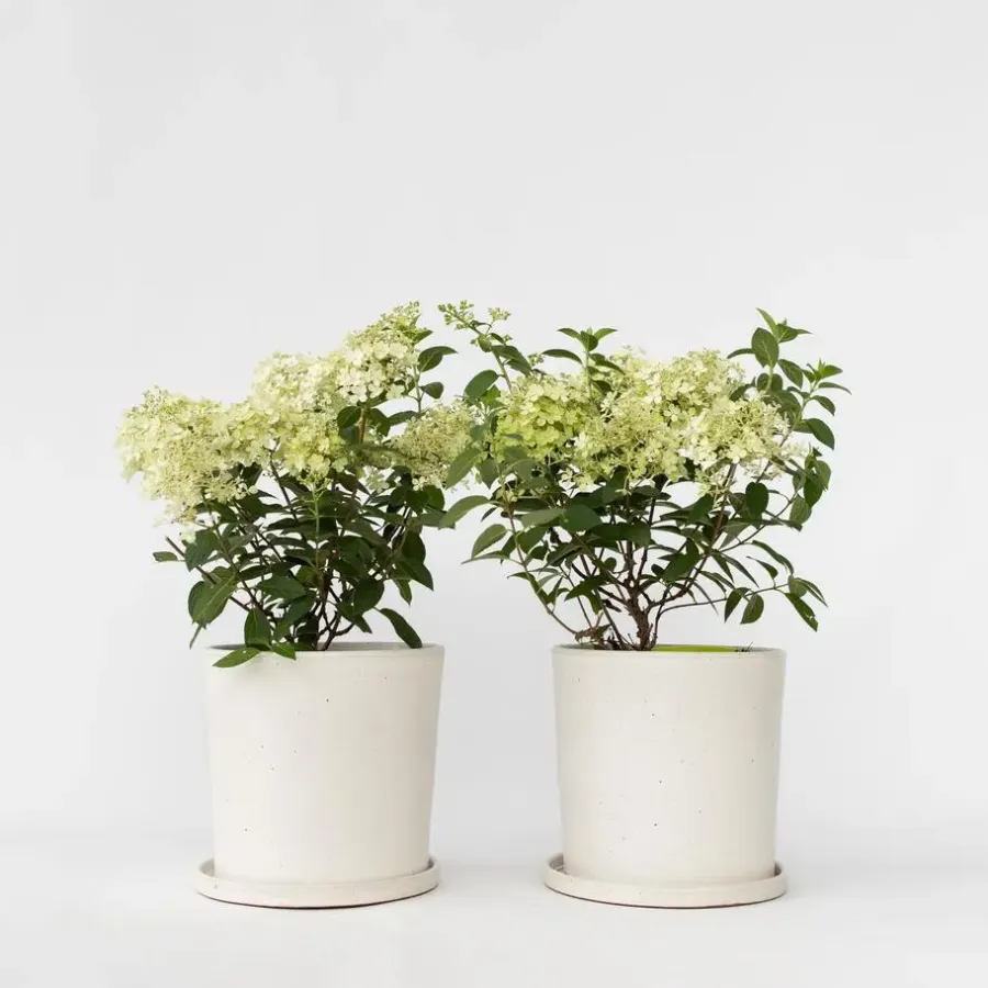 Plant in a Box Pluimhortensia - Set van 2 - Hydrangea 'Bobo' - Hoogte 25-40cm - ⌀19cm