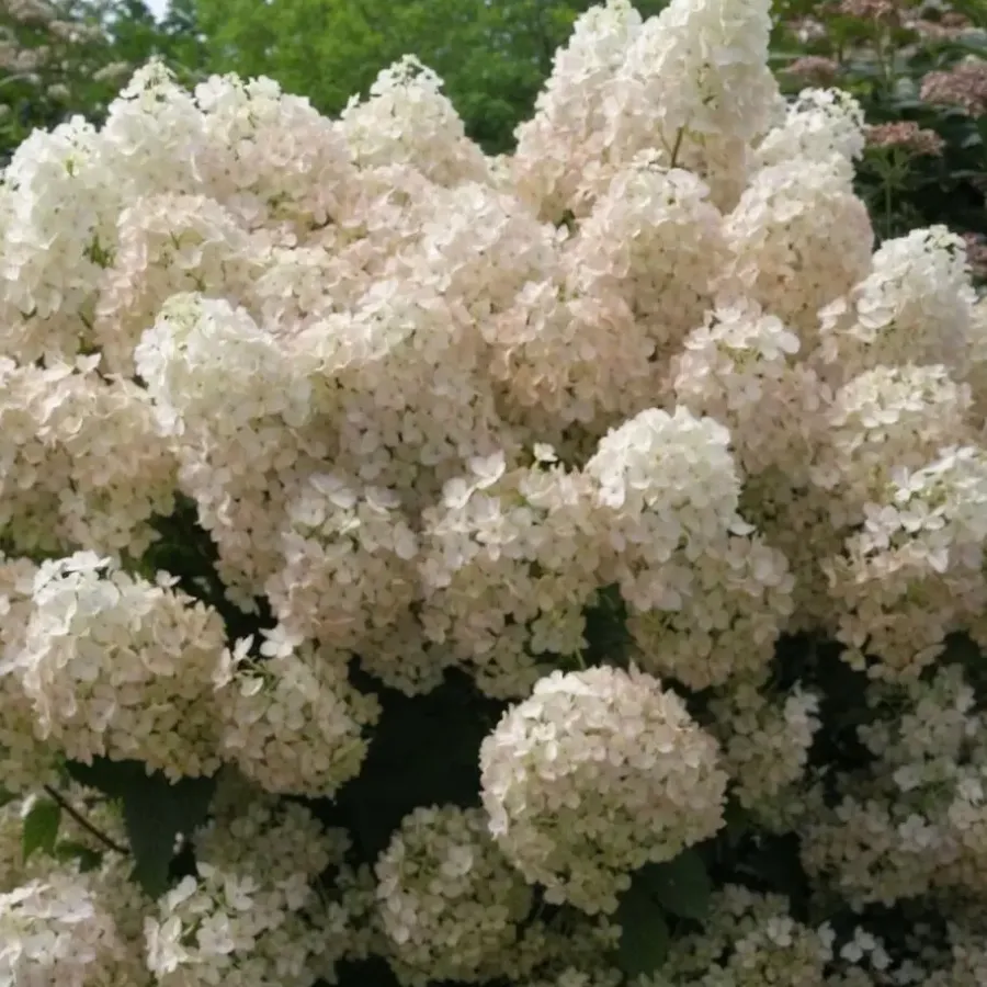 Plant in a Box Pluimhortensia - Set van 2 - Hydrangea 'Bobo' - Hoogte 25-40cm - ⌀19cm