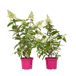 Planten|Tuinplanten-Plant in a Box Pluimhortensia - Set van 2 - Hydrangea 'Pinky Winky' - Hoogte 25-40cm - ⌀19cm