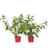Planten|Tuinplanten-Plant in a Box Pluimhortensia - Set van 2 - Hydrangea 'Wim's Red' - Hoogte 25-40cm - ⌀19cm