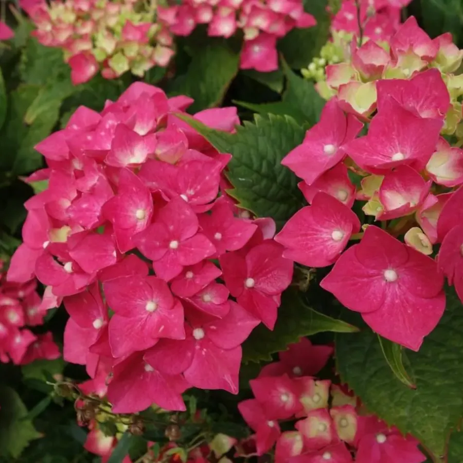 Planten|Tuinplanten-Plant in a Box Pluimhortensia - Set van 2 - Hydrangea 'Wim's Red' - Hoogte 25-40cm - ⌀19cm