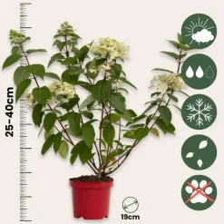 Planten|Tuinplanten-Plant in a Box Pluimhortensia - Set van 2 - Hydrangea 'Wim's Red' - Hoogte 25-40cm - ⌀19cm