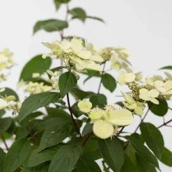 Planten|Tuinplanten-Plant in a Box Pluimhortensia - Set van 2 - Hydrangea 'Wim's Red' - Hoogte 25-40cm - ⌀19cm