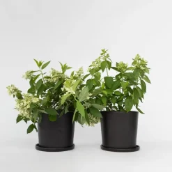 Plant in a Box Pluimhortensia - Set van 2 - Hydrangea 'Confetti' - Hoogte 25-40cm - ⌀19cm