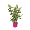 Plant in a Box Pluimhortensia - Set van 4 - Hydrangea 'Pinky Winky' - Hoogte 25-40cm - ⌀19cm