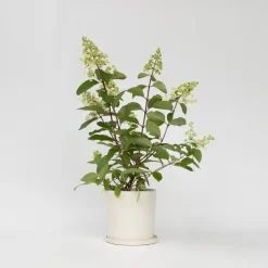 Plant in a Box Pluimhortensia - Set van 4 - Hydrangea 'Pinky Winky' - Hoogte 25-40cm - ⌀19cm