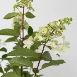 Plant in a Box Pluimhortensia - Set van 4 - Hydrangea 'Pinky Winky' - Hoogte 25-40cm - ⌀19cm