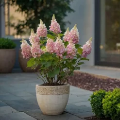 Plant in a Box Pluimhortensia - Set van 4 - Hydrangea 'Pinky Winky' - Hoogte 25-40cm - ⌀19cm