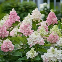 Plant in a Box Pluimhortensia - Set van 4 - Hydrangea 'Pinky Winky' - Hoogte 25-40cm - ⌀19cm