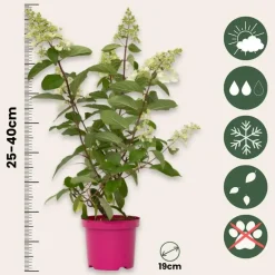 Plant in a Box Pluimhortensia - Set van 4 - Hydrangea 'Pinky Winky' - Hoogte 25-40cm - ⌀19cm