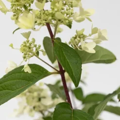 Plant in a Box Pluimhortensia - Set van 4 - Hydrangea 'Pinky Winky' - Hoogte 25-40cm - ⌀19cm