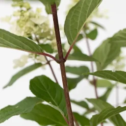 Plant in a Box Pluimhortensia - Set van 4 - Hydrangea 'Pinky Winky' - Hoogte 25-40cm - ⌀19cm