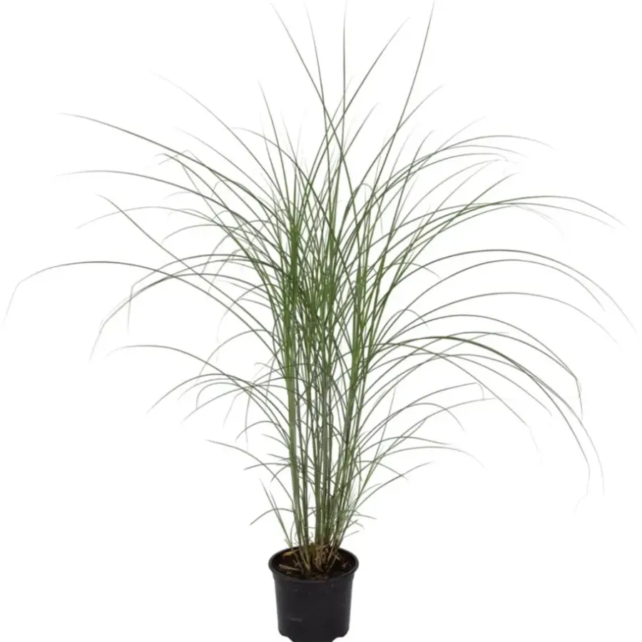 Planten|Tuinplanten-Plant in a Box Prachtriet - Miscanthus sinensis 'Kleine Silberspinne - Hoogte 20-30cm - ⌀23cm