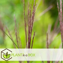 Planten|Tuinplanten-Plant in a Box Prachtriet - Miscanthus sinensis 'Kleine Silberspinne - Hoogte 20-30cm - ⌀23cm