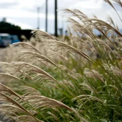 Planten|Tuinplanten-Plant in a Box Prachtriet - Miscanthus sinensis 'Kleine Silberspinne - Hoogte 20-30cm - ⌀23cm