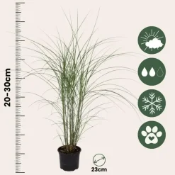 Planten|Tuinplanten-Plant in a Box Prachtriet - Miscanthus sinensis 'Kleine Silberspinne - Hoogte 20-30cm - ⌀23cm