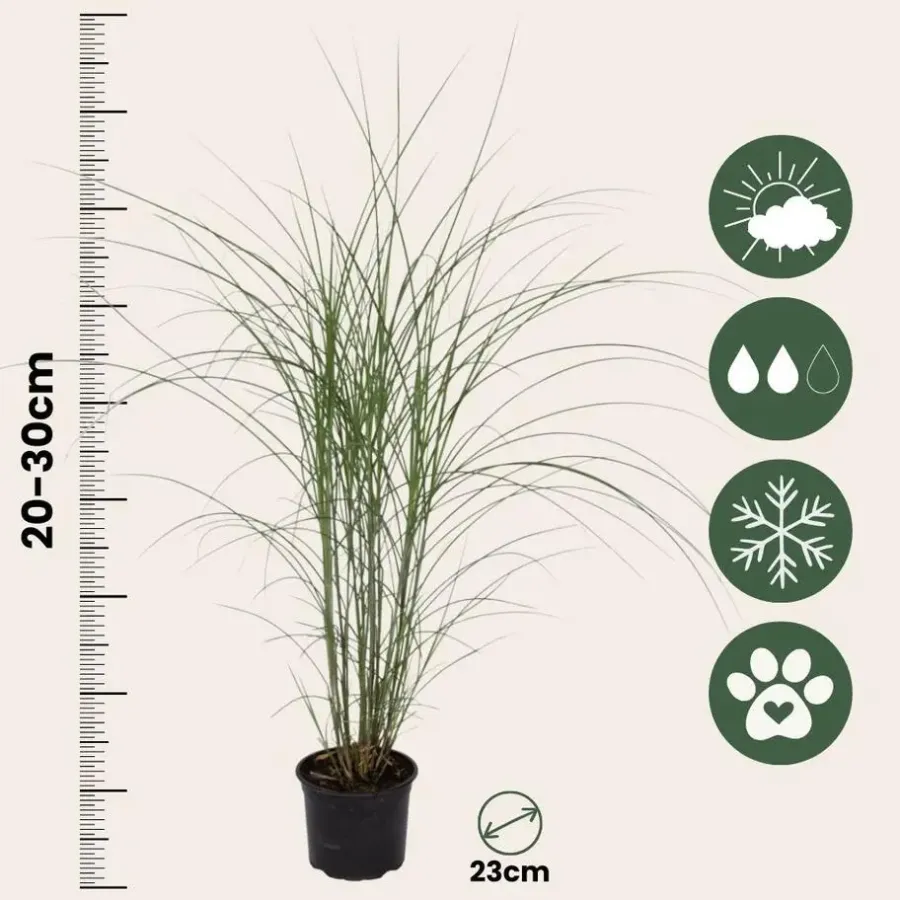 Planten|Tuinplanten-Plant in a Box Prachtriet - Miscanthus sinensis 'Kleine Silberspinne - Hoogte 20-30cm - ⌀23cm