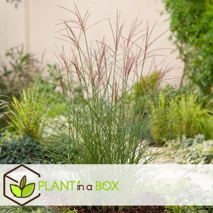 Planten|Tuinplanten-Plant in a Box Prachtriet - Miscanthus sinensis 'Kleine Silberspinne - Hoogte 20-30cm - ⌀23cm