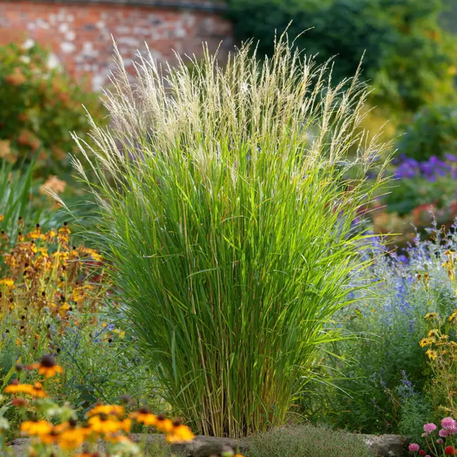 Tuinplanten-Plant in a Box Prachtriet - Miscanthus sinensis 'Gracillimus' - Hoogte 40-60cm - ⌀23cm