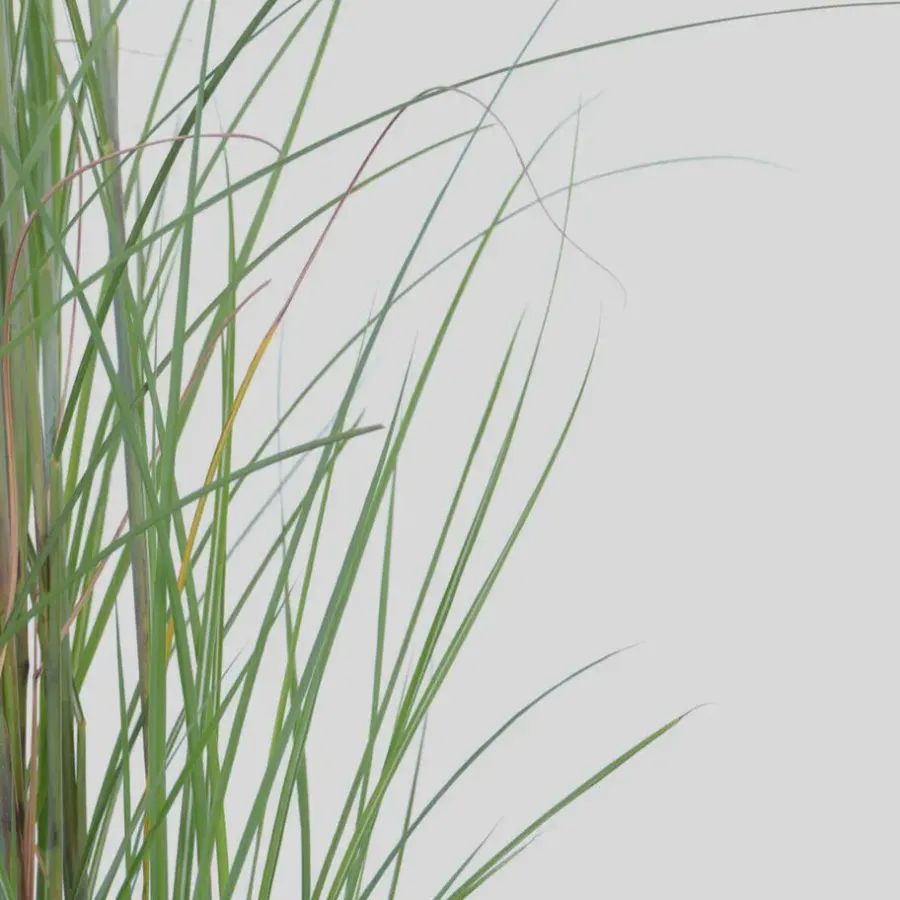Tuinplanten-Plant in a Box Prachtriet - Miscanthus sinensis 'Gracillimus' - Hoogte 40-60cm - ⌀23cm