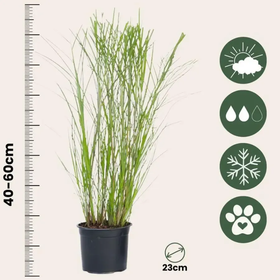 Tuinplanten-Plant in a Box Prachtriet - Miscanthus sinensis 'Gracillimus' - Hoogte 40-60cm - ⌀23cm